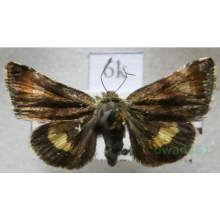 Panemeria tenebrata (Scopoli, 1763) Pozłotka pokątnica Slovakia6k